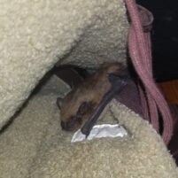 Bat Issues and Problems in Florence Kentucky