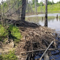 Beaver Issues in Florence Kentucky