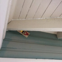 Rats and Mice Issues in Florence Kentucky