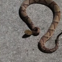 Snake Issues in Florence Kentucky