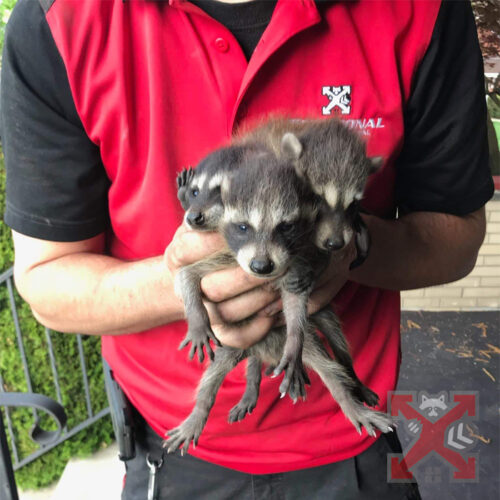 Baby Raccoons In Hand